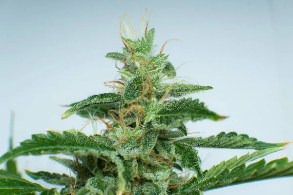 Indica Blomma Makrotrikomer Cannabis Cbd Thc Pot Färskt Grönt Gräs — Stockfoto