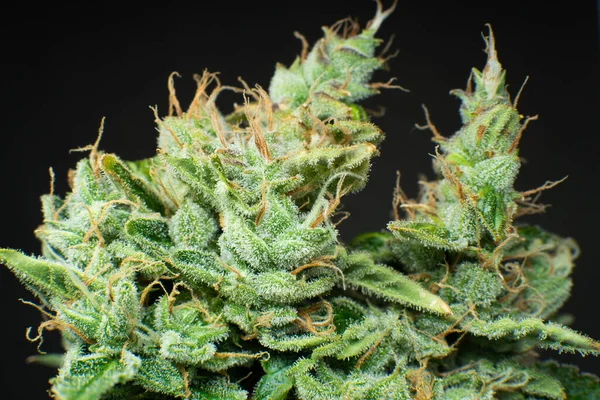 Marijuana Knopp Närbild Färskt Grönt Gräs Detalj Makrotrikomer Cannabis Indica — Stockfoto