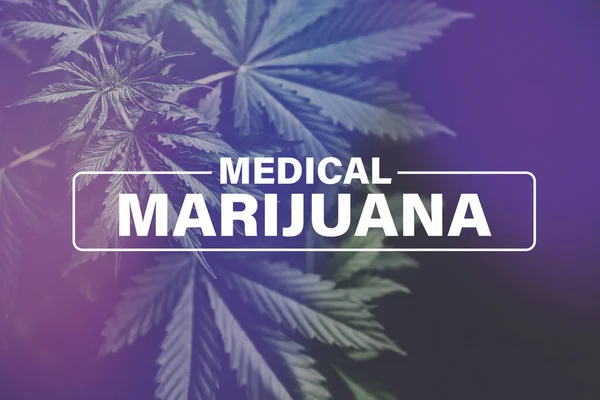 医療用マリファナ 成長中の大麻の指標 背景緑 マリファナの葉 マリファナ植生植物麻 大麻の栽培 — ストック写真