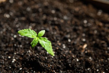 Bir kenevir tohumu, küçük bir bitki. Macro Seedling güneşin altında, kapalı bir marihuanada tarım, bitkisel kenevirin sahnesi.