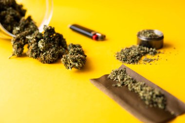 Kenevirin yasallaştırılması. Taze marihuana. Üst Manzara. Sarı arka planda esrar tomurcukları. Kenevir tomurcukları için CBD ve THC. Blunt ve Lighters. Uzayı Kopyalamak için arkaplan.