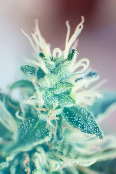 Indica Sativa Cannabis Bud 의학용 마리화나 Cbd Thc 잡초를 합법화한다는 — 스톡 사진
