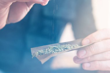 Marihuana kullanan bir adam. Uyuşturucu narkotik konsepti. Esrar hazırlayan ve yuvarlayan adam Blunt. Marihuana Blunt 'ı çakmakla yakmaya çalış. Kapat..