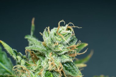Ot 'ta CBD THC var. Detaylı olarak taze yeşil ot. Marihuana tomurcuğu yakın. Makro trikos kenevir. Hint çiçeği..