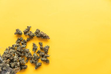 Kopya uzayı için arkaplan. Sarı arka planda esrar tomurcukları. Üst Manzara. Taze marihuana. Kenevirin yasallaştırılması. Kenevir tomurcuklarına ilişkin CBD ve THC.