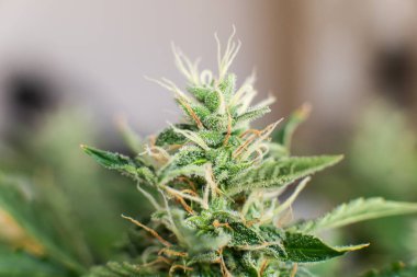 Tıbbi marihuana CBC. Üç şekerli Macro shot. Hasattan önce Bud kenevir. Otları yasallaştırma kavramları. Indica ve Sativa Tıp Fakülteleri Esrar tomurcuğu.