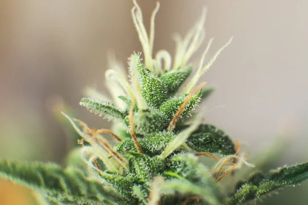 Bud Cannabis Antes Cosecha Cogollos Cultivados Cannabis Casa Conceptos Legalización —  Fotos de Stock