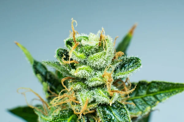 Zblízka Marihuanový Pupen Makro Trichomes Cannabis Indická Květina Cbd Thc — Stock fotografie