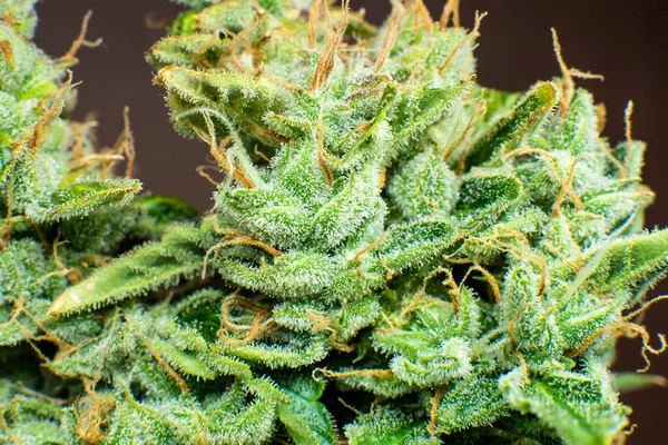 Zamykają Pąki Marihuany Cbd Thc Puli Świeże Zielsko Szczegółach Konopie — Zdjęcie stockowe
