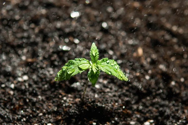 Egy Kis Növény Kannabiszpalántája Termesztés Egy Beltéri Marihuána Makróban Vetés — Stock Fotó