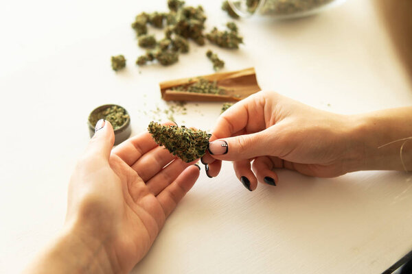 Woman preparing and rolling marijuana cannabis joint. Woman rolling a cannabis blunt on white background. Close up of marijuana blunt with grinder. marijuana use concept.