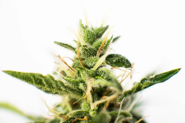Knoppar Odlade Cannabis Huset Makro Skott Med Socker Trichomes Begreppen — Stockfoto