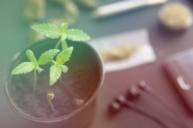 Siyah arka planda esrar filizleniyor. Makro. Marihuana yetiştirme konsepti. İçerde ot yetişiyor. ışık renk tonlarını sızdırır