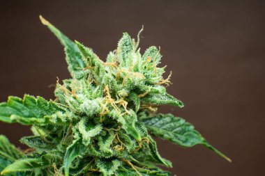 Marihuana tomurcuğu yakın. İndika çiçeği. Ot 'ta CBD THC var. Detaylı olarak taze yeşil ot. Makro trikos kenevir.