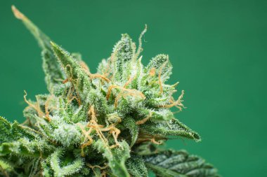 Detaylı olarak taze yeşil ot. Ot 'ta CBD THC var. Marihuana tomurcuğu yakın. Makro trikos kenevir. İndika çiçeği. Yeşil arkaplanda