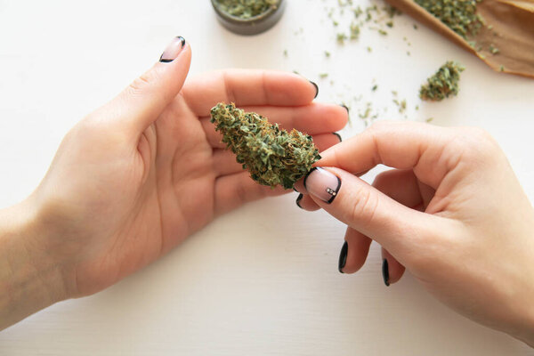 marijuana use concept. Woman rolling a cannabis blunt on white background. Close up of marijuana blunt with grinder. Woman preparing and rolling marijuana cannabis joint.