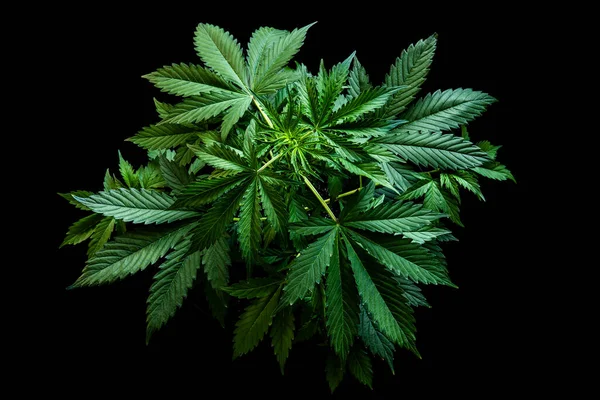 Bakgrund Grön Svart Bakgrund Hampa Cbd Växande Cannabis Indica Marijuana — Stockfoto