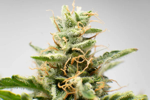 Macro Tricomas Cannabis Broto Marijuana Perto Erva Verde Fresca Detalhes — Fotografia de Stock