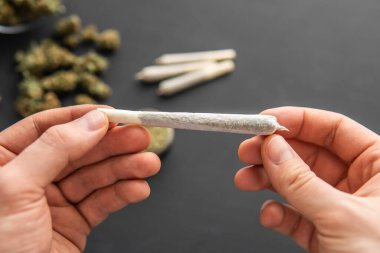 Esrarlı esrar, yakın çekim, taze marihuana öğütücü, siyah masada esrar tomurcukları.,