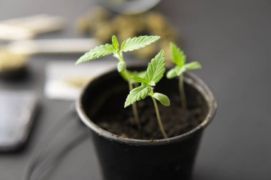 İçerde ot yetişiyor. Marihuana yetiştirme konsepti. Siyah arka planda esrar filizleniyor. Kapat..