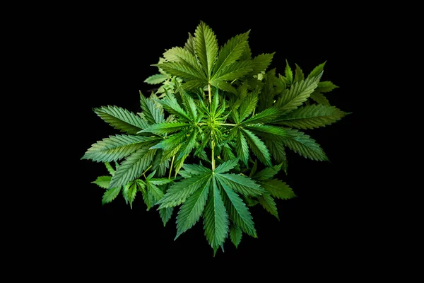 Καλλιέργεια Indica Κάνναβης Φυτά Βλάστηση Μαριχουάνας Φόντο Πράσινο Φύλλα Μαριχουάνας — Φωτογραφία Αρχείου