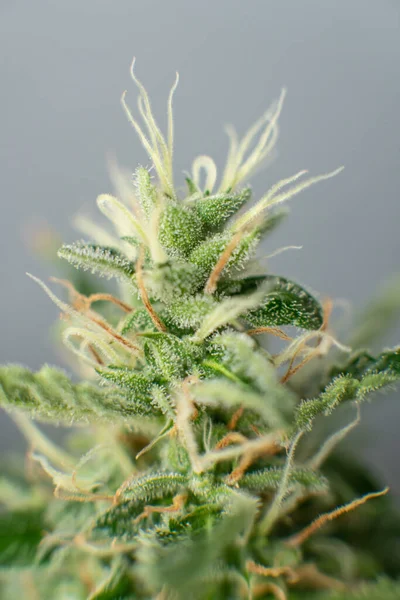 Macro Inyectado Con Tricomas Azúcar Cogollos Cultivados Cannabis Casa Bud —  Fotos de Stock