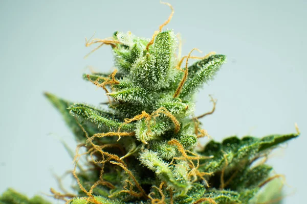 Indica Virág Friss Zöld Részletekben Cbd Thc Potban Macro Trichomes — Stock Fotó