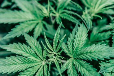 Ot ekimi. Ot yetiştirme çadırında. Kapalı alanda marihuana yetiştirme kavramı.