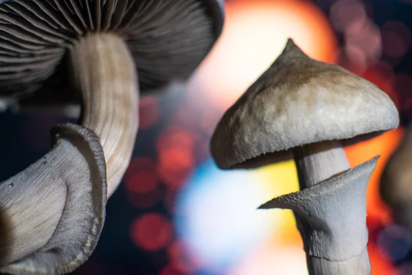 Büyülü mantarı kapat. Psikedelik ilaç. Kuru Psilocybe cubensis. Albino bir tür. Psilosibin mantarı. Psilosibin mantarı..