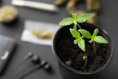 İçerde ot yetişiyor. Siyah arka planda esrar filizleniyor. Makro. Marihuana yetiştirme kavramı.