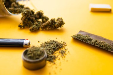 Kenevirin yasallaştırılması. Üst Manzara. Taze marihuana. Sarı arka planda esrar tomurcukları. Kenevir tomurcukları için CBD ve THC. Blunt ve Lighters. Uzayı Kopyalamak için arkaplan.