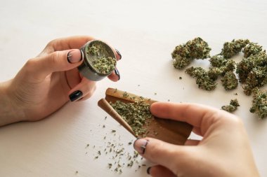 Marihuanayı öğütücüyle kapat. Beyaz arka planda esrar saran bir kadın. Esrar hazırlayan ve saran bir kadın. Esrar kullanımı kavramı.