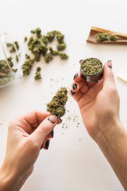 Esrar kullanımı konsepti. Beyaz arka planda esrar saran bir kadın. Esrar hazırlayan ve saran bir kadın. Marihuanayı öğütücüyle kapat..