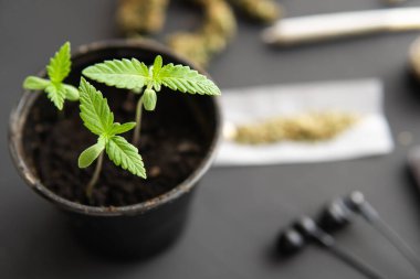 İçerde ot yetişiyor. Marihuana yetiştirme konsepti. Siyah arka planda esrar filizleniyor. makro.