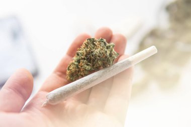 El fenerindeki esrar ve esrar tomurcukları renk sızdırıyor