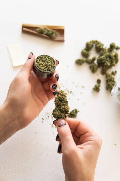 Close up of marijuana blunt with grinder. Woman rolling a cannabis blunt on white background. marijuana use concept. Woman preparing and rolling marijuana cannabis joint.