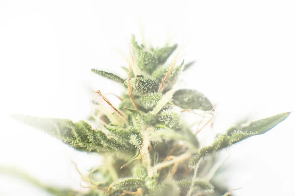 Indica Sativa Lékařské Univerzity Cannabis Bud Léčivá Marihuana Cbd Thc — Stock fotografie