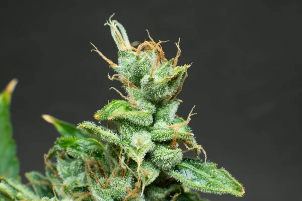 Broto Marijuana Perto Erva Verde Fresca Detalhes Macro Tricomas Cannabis — Fotografia de Stock