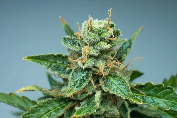 Macro Tricomi Cannabis Cbd Thc Vaso Erba Verde Fresca Nei — Foto Stock