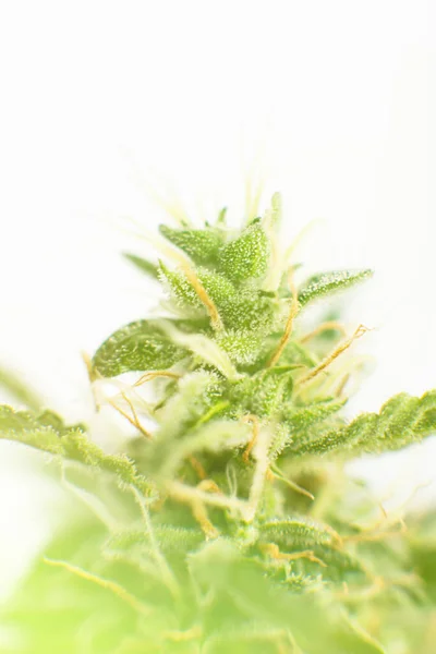 수확하기 대마초 집안에서 재배하였다 잡초를 합법화한다는 Indica Sativa Cannabis Bud — 스톡 사진