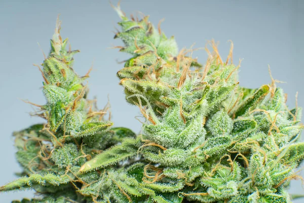 Hierba Verde Fresca Detalles Macro Tricomas Cannabis Flor Indica Cbd — Foto de Stock