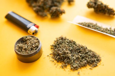 Kenevir tomurcukları için CBD ve THC. Bitki öğütücü Taze marihuana. Kopyalama alanı için sarı arka planda esrar tomurcukları el ele tutuşur. Blunt ve Lighters. Kapatın. Kenevir yasallaştırması.