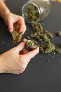 Esrar kullanımı konsepti. Marihuanayı öğütücüyle kapat. Marihuana saran bir kadın. Esrar hazırlayan ve saran bir kadın.