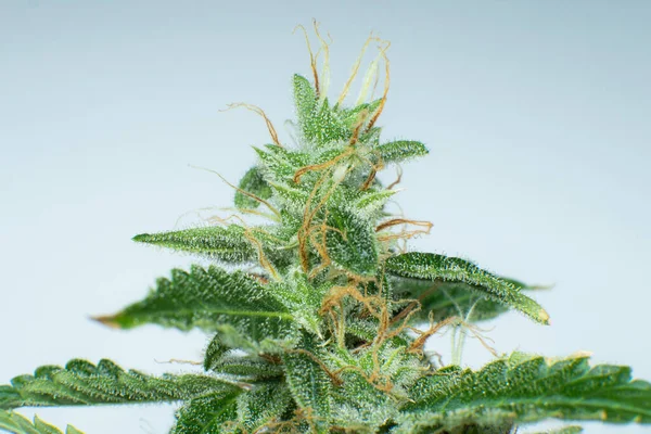Brote Marihuana Cerca Flor Indica Macro Tricomas Cannabis Cbd Thc —  Fotos de Stock