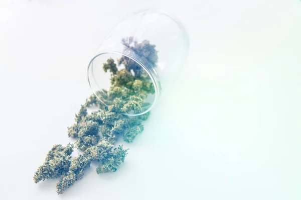 Pąki Konopi Białym Stole Zioło Świeża Marihuana Zbliżenie Lekkie Odcienie — Zdjęcie stockowe