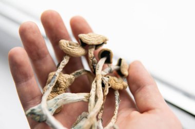 Psilocybin Mushroom. White background. Psilocybin mushroom. Close up Magic shroom. Psychedelic drug. Dry Psilocybe cubensis in hand. Albino A strain. clipart