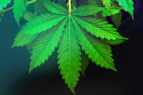 Marijuana Vegetation Växter Svart Bakgrund Hampa Cbd Odla Cannabis Indica — Stockfoto
