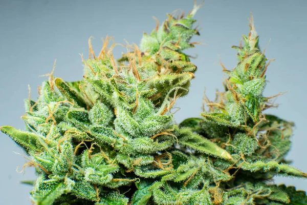 Fiore Indica Germoglio Marijuana Chiude Cbd Thc Vaso Erba Verde — Foto Stock