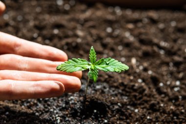 Küçük bir esrar fideleri bitkisi. Bitkisel kenevirin sahnesi. Güneşte tohum ekmek, kapalı mekanda marihuana yetiştirmek..