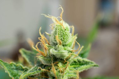 Makro trikos kenevir. Marihuana tomurcuğu yakın. İndika çiçeği. Ot 'ta CBD THC var. Taze yeşil ot Detaylarıyla.